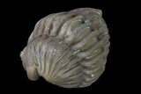 Wide Enrolled Flexicalymene Trilobite - Mt Orab, Ohio #137500-1